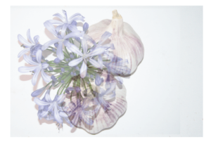 Anosmia — Arianna Fabi